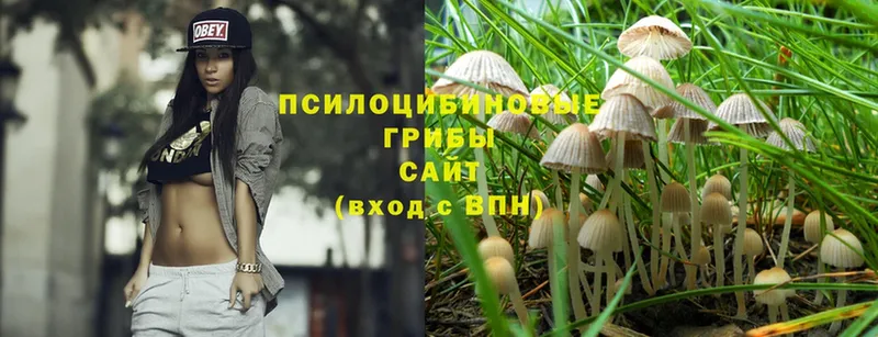 Псилоцибиновые грибы Psilocybine cubensis  наркота  Алатырь 